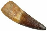 Fossil Spinosaurus Tooth - Incredible, Beast Of A Tooth #262985-1
